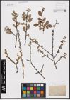 Foto von Salix aurita L.